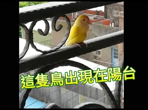 家裡飛來一隻鳥|【鳥來家裡】「家中突然來了一隻鳥，你知道它帶來了。